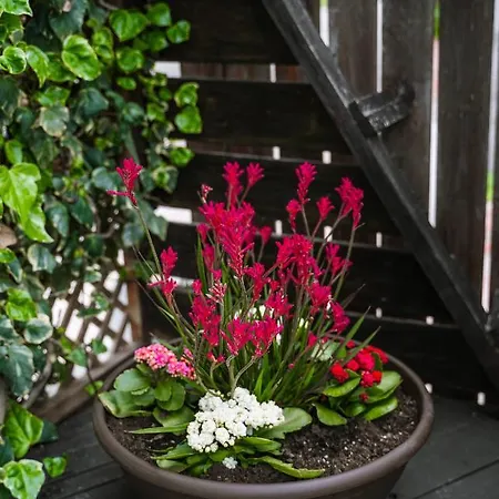 Coralsunset Management Ltd Vila