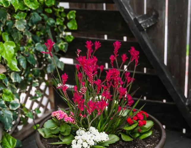 Coralsunset Management Ltd ヴィラ